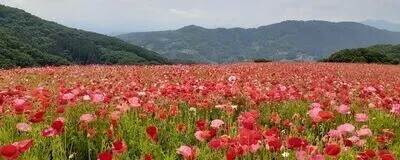 関東しゃくなげ会の活動紹介