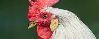 豊橋ピクチャーズクラブの活動紹介