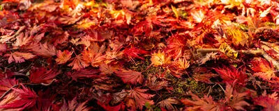 パチラボ北海道支部の活動紹介