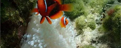 🏝️禁煙者限定Okinawa満喫🏝️の活動紹介
