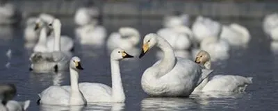 鳥好きの会 つばさの活動紹介