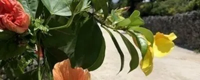 iliahiの活動紹介
